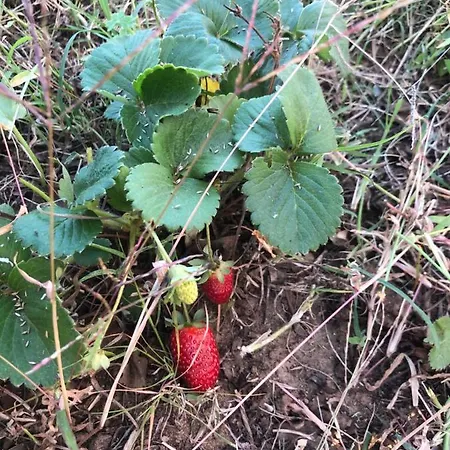 Forest Domes خيمة فخمة