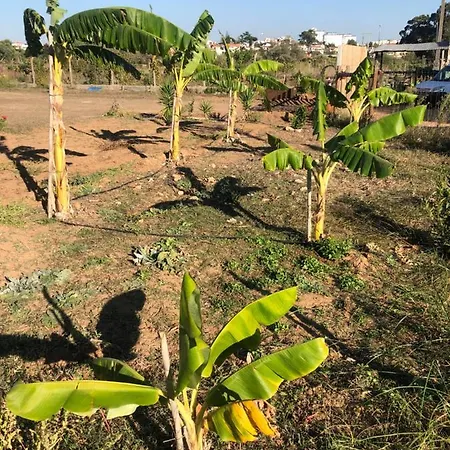 Forest Domes سيتوبال