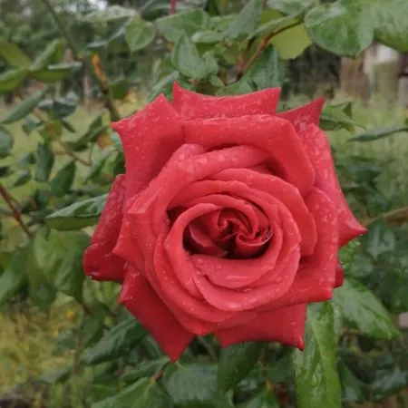 Forest Domes خيمة فخمة سيتوبال